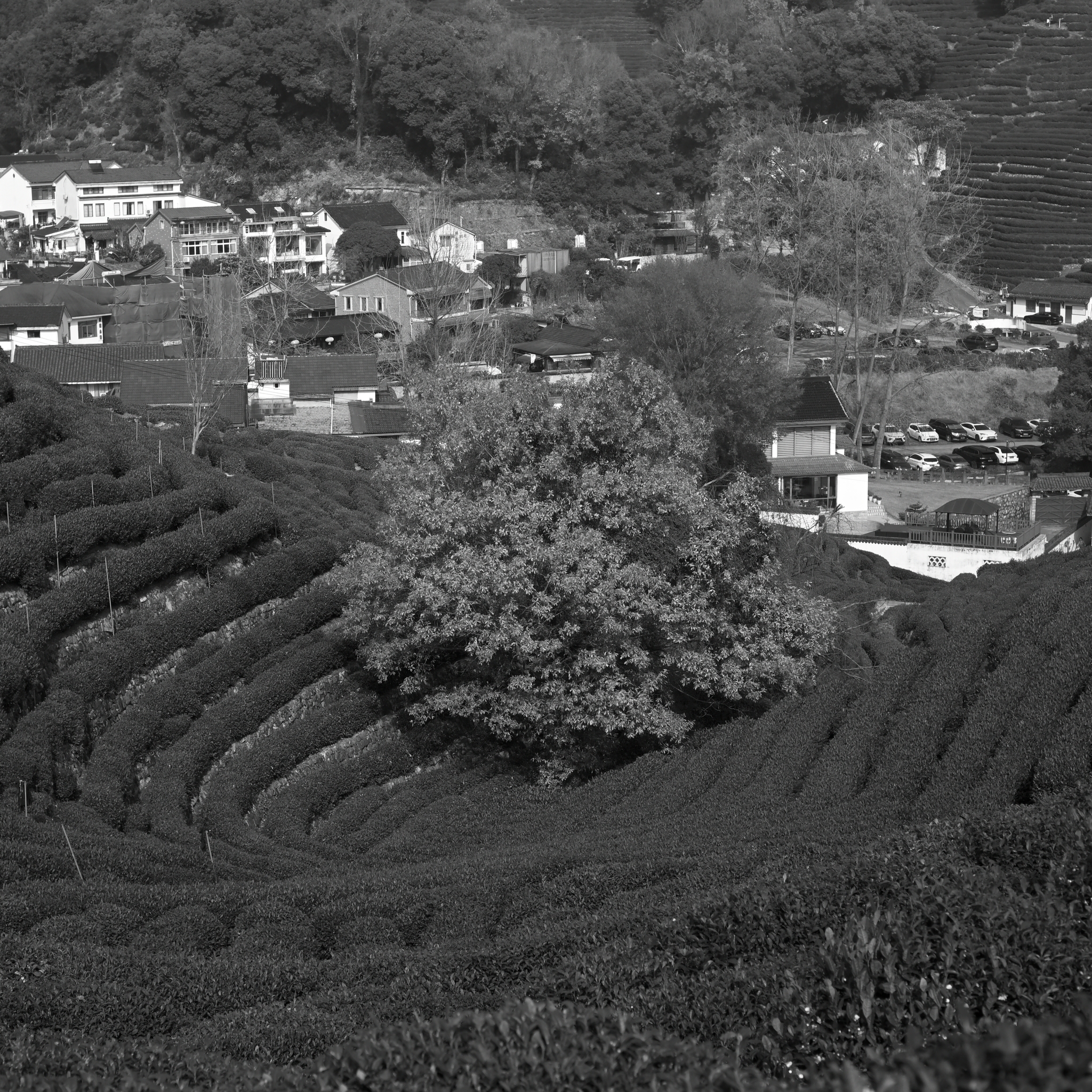 树